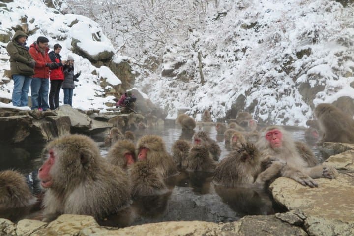 3. Monos de nieve. Foto - YOUinJapan.net