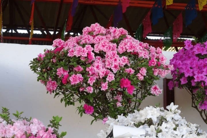 3. Azaleas en la Feria de las Flores. Foto - ViveTlaxcala