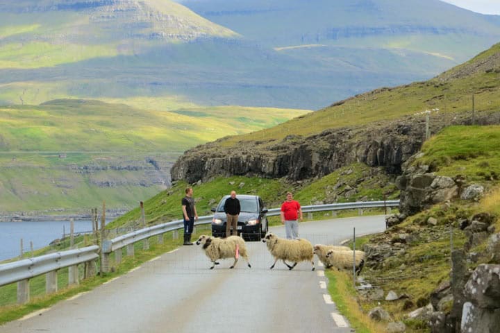 4. Ovejas en medio de carretera. Foto - Tierras Polares