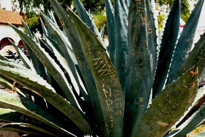 5. Nombres grabados en Maguey. Foto - mxtruck™ (Flickr)