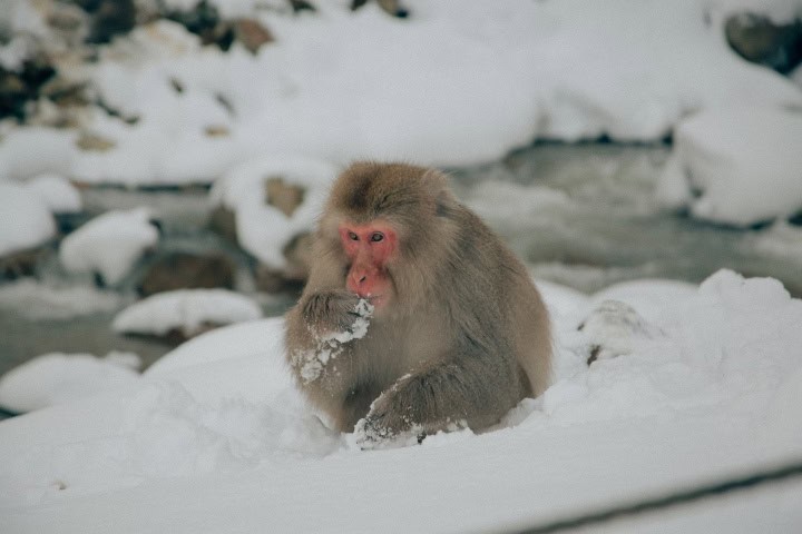 6. Mono comiendo en Jigokudani. Foto - Chloe Evans (Unsplash)