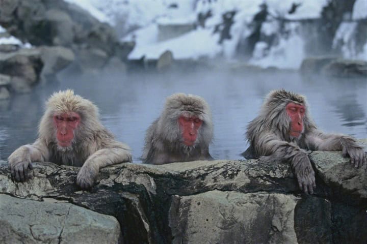 7. Monos relajados en Jigokudani. Foto - nippon.com