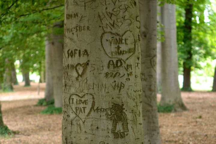 7. Nombres grabados en árbol. Foto - Tela Botánica