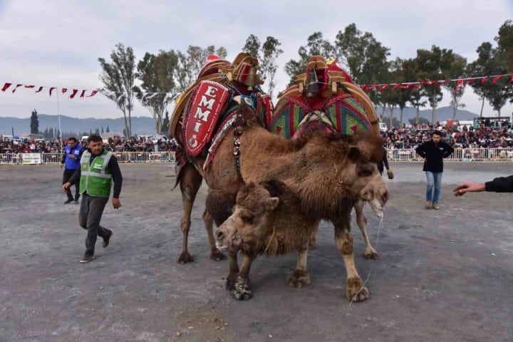 8. Pelea de Camellos. Foto - Marmaris Yeni Sayfa