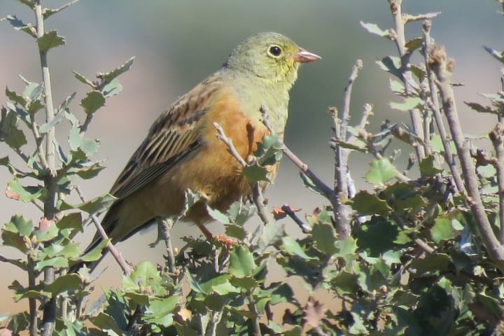 8. Hortelano. Foto - BIRDINGLEON (Blogger)