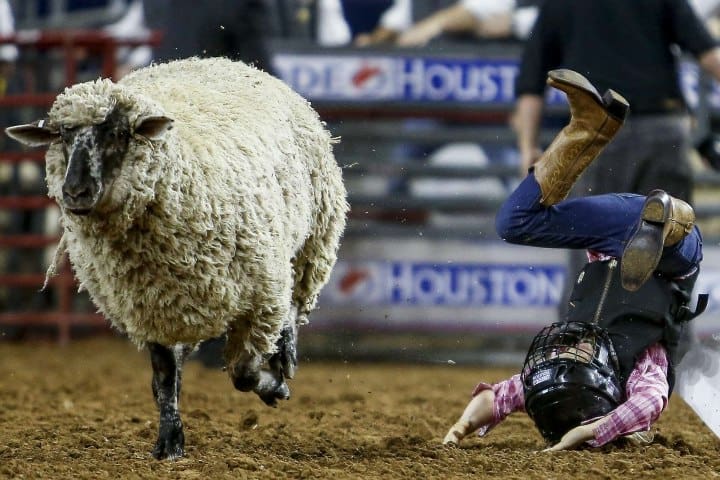 8. Caza de corderos. Foto - Houston Chronicle