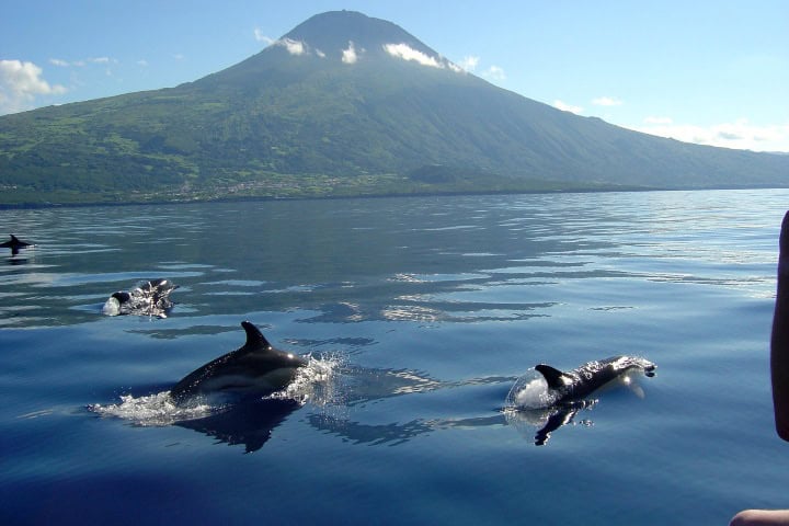 9. Delfines en Azores. Foto - Pasaporte a lo salvaje