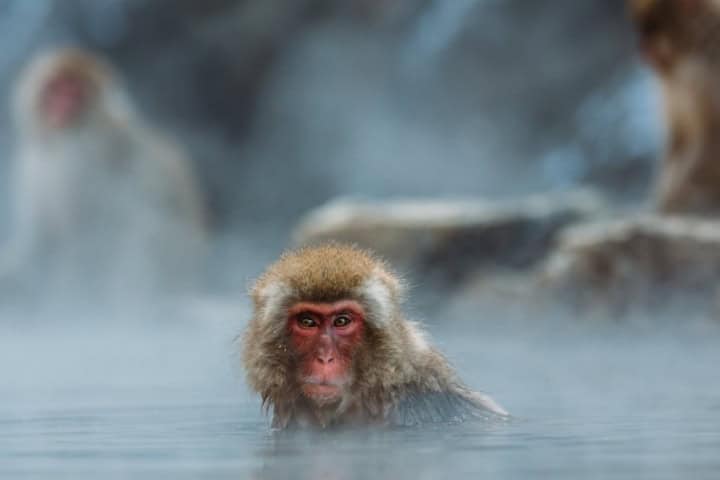 9. Mono en Jigokudani. Foto - Japan Travel