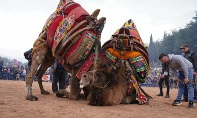 PELEA DE CAMELLOS