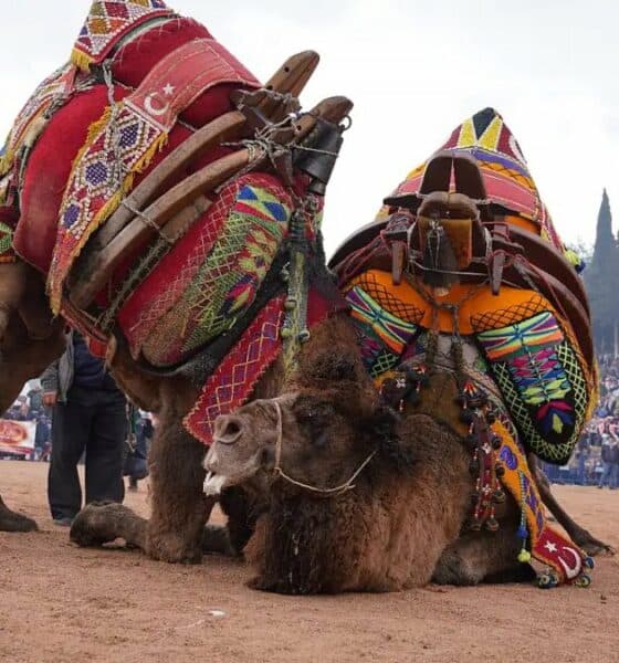 PELEA DE CAMELLOS