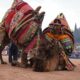 PELEA DE CAMELLOS