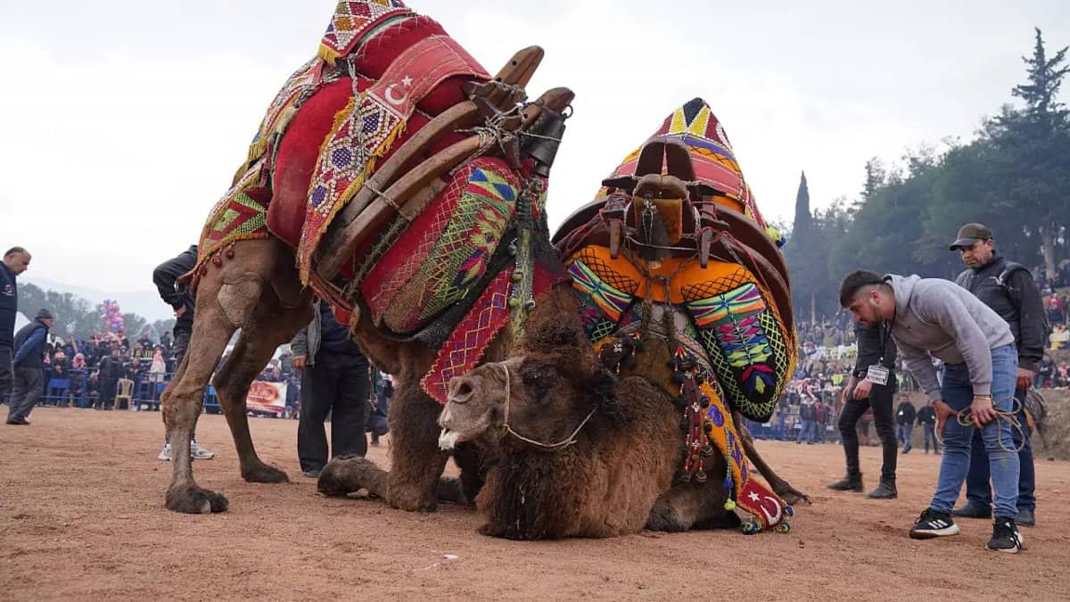 PELEA DE CAMELLOS