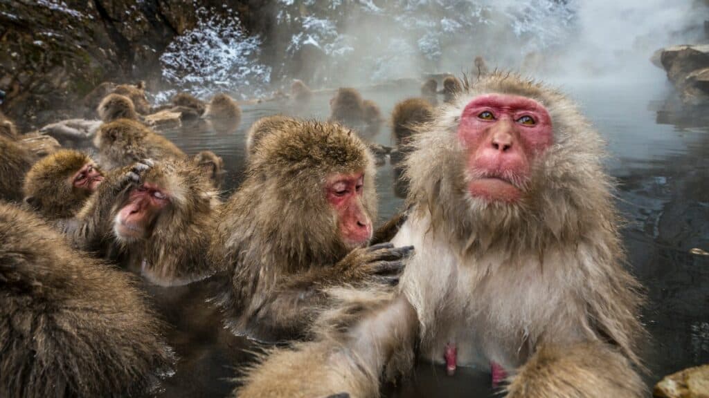 PORTADA PARQUE JIGOKUDANI EN JAPÓN