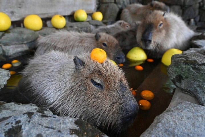 10. Capibara onsen en Bioparte Nagasaki. Foto - 毎日新聞 (Mainichi Shimbun)