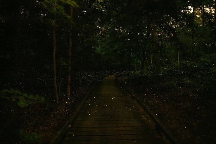 10. Libélulas en el Parque Congaree. Foto - Congaree National Park (Facebook)