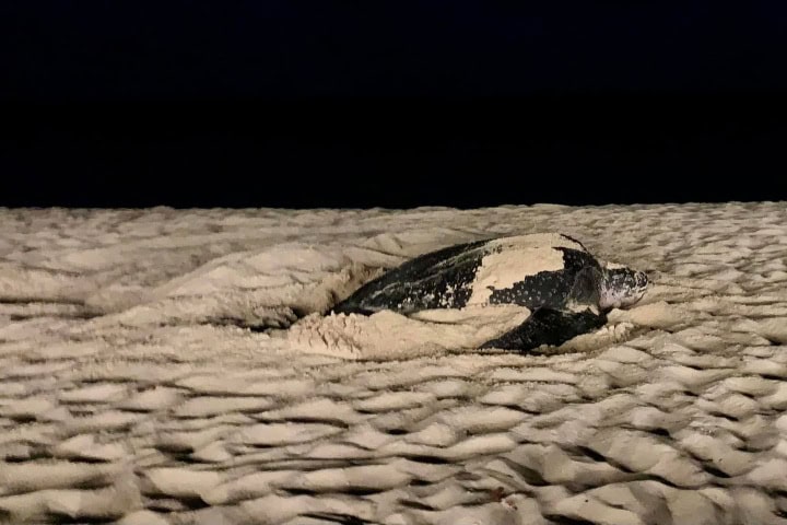 10. Avistamiento nocturno de Tortugas Laud en Anguilla. Foto - Anguilla National Trust