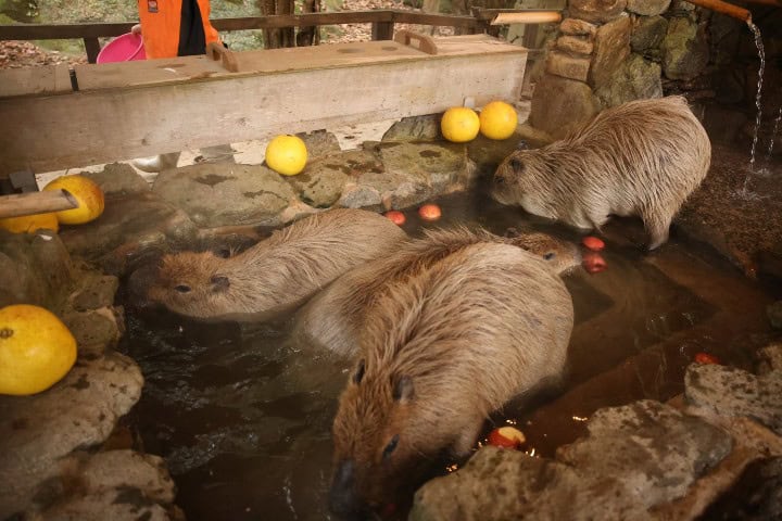 11. Capibara onsen de manzanas en Bioparte Nagasaki. Foto - @capybarabath (X)