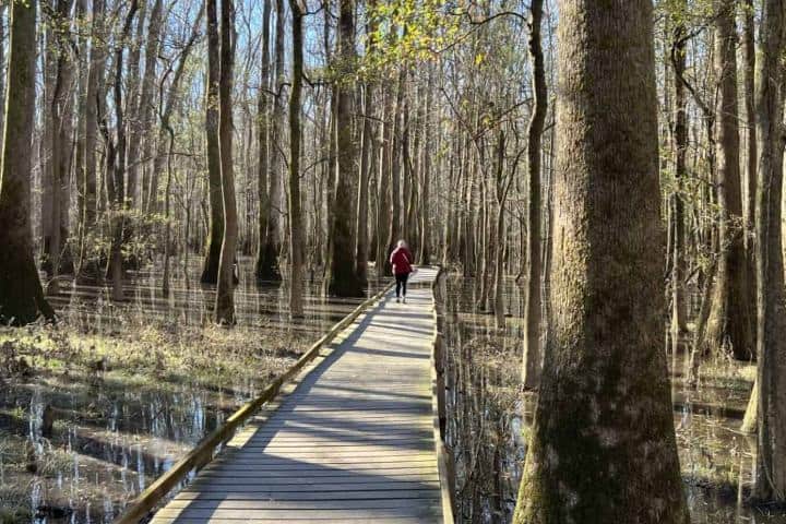 11. Boardwalk Loop en Congaree. Foto - Miles with McConkey