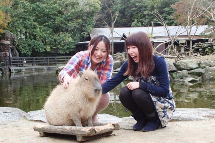 12. Visitantes acariciando a un capibara en el Bioparque Nagasaki. Foto - ジョルダンの季節特集 (La característica especial de temporada de Jordania)