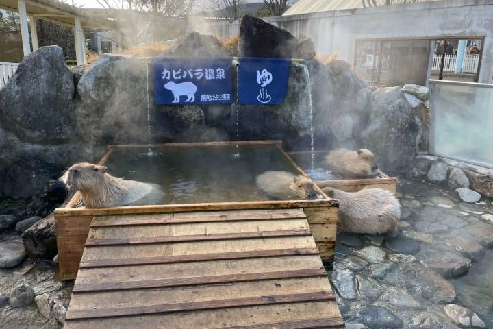 13. Capibara onsen en el Parque Animal Nasu. Foto - akichanryokou-kokunai.com