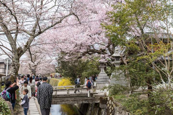 13. Camino de la Filosofía. Foto - Japonisimo