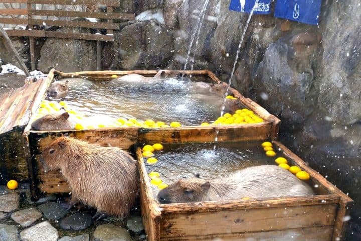 14. Capibaras en onsen de crítricos en el Parque Animal Nasu. Foto - 栃ナビ！ (¡Tochi Navi!)