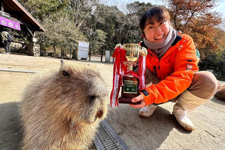 15. Donut, el capibara, junto a su tropeo por el baño más largo de Capibara Onsen. Foto - @capybarabath (X)