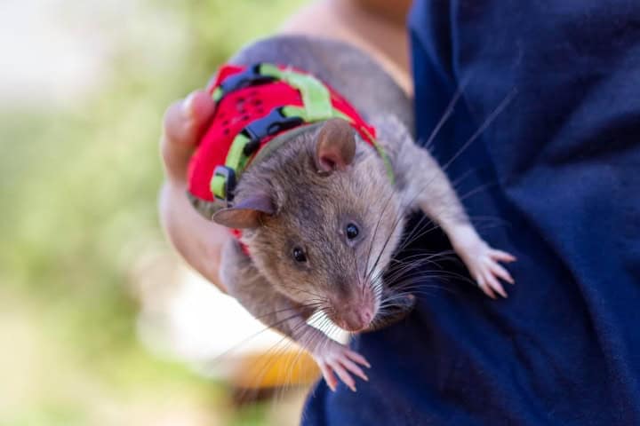 16. HeroRAT. Foto - Fundación Skoll