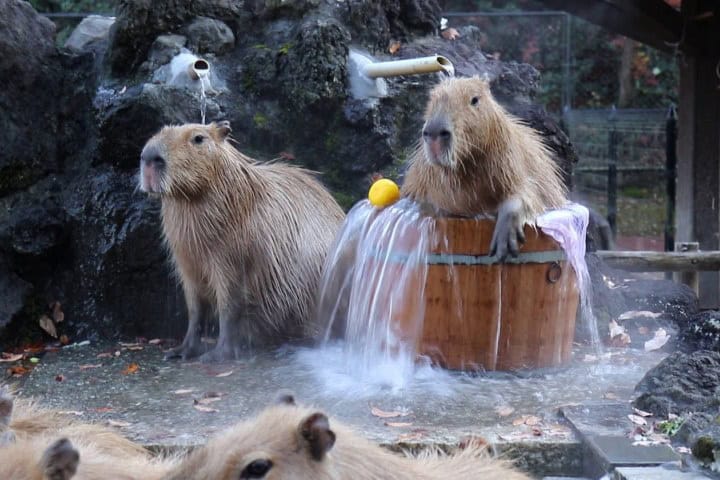 16. Capibara onsen. Foto - SaitamaChildrensZoo (YouTube)