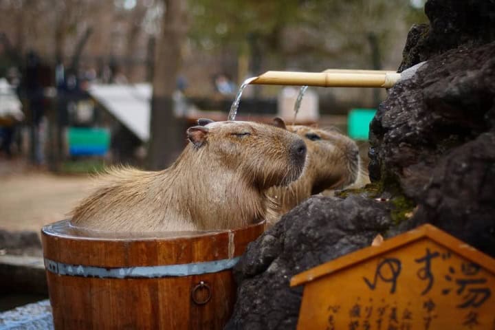 2. Capibara onsen. Foto - airasia Play