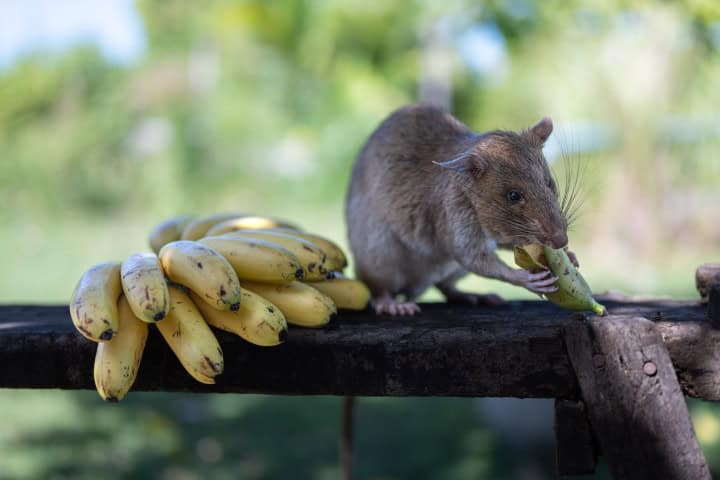 2. HeroRAT comiendo platanos. Foto - APOPO (Facebook)