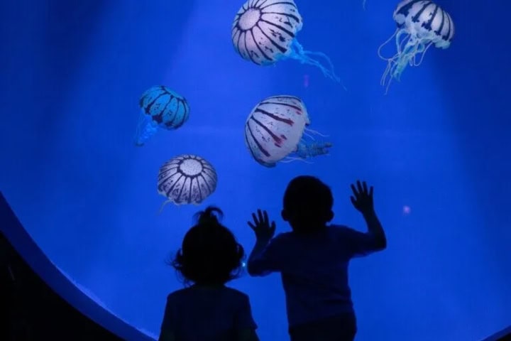 2. Niños mirando medusas en Jewels of the Sea. Foto - Blooloop