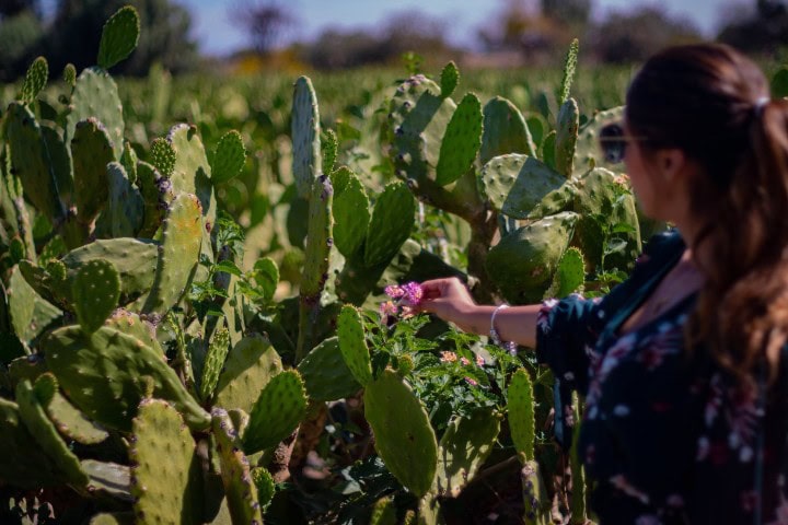 3. Visitante en el Circuito del Nopal. Foto - Estado de Guanajuato, México (Facebook)