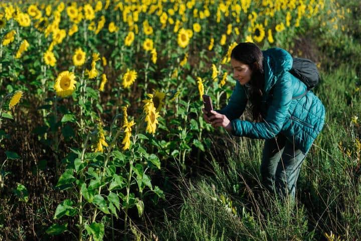 4. Campo de girasoles en Laguna Sierra. Foto - Laguna Sierra (Facebook)