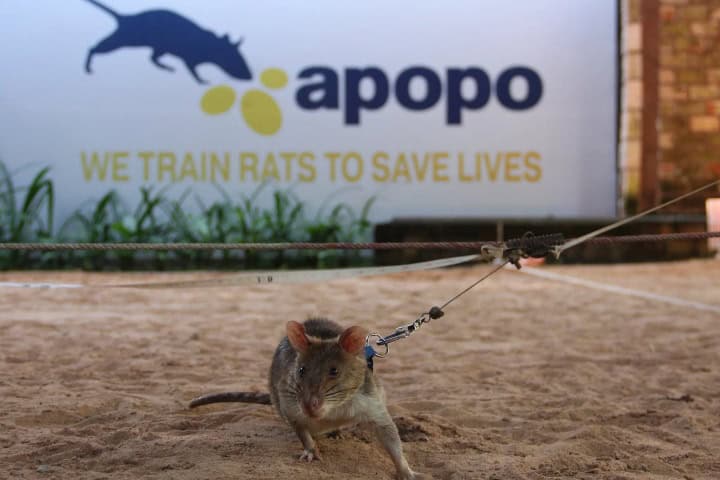 4. HeroRAT con la leyenda de APOPO "We train rats to save lives" (Entrenamos ratas para salvar vidas). Foto - Herost