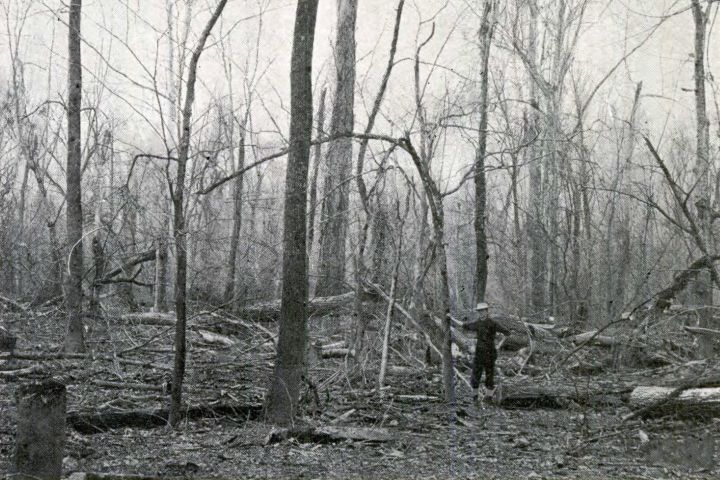 4. Pantano de goma Tupelo, en el río Congaree. Foto - Congaree National Park (Facebook)