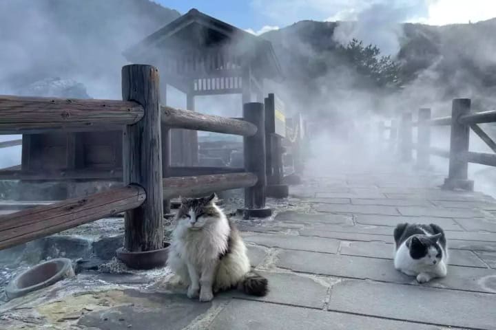 4. Gatos en Unzen Jigoku. Foto - YAMAP