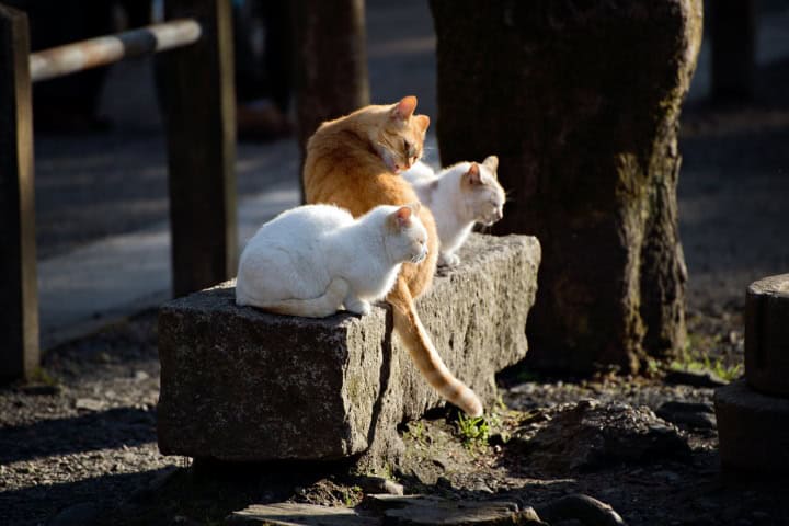 5. Gatos descansando en una roca de la ruta de la Filosofía de Japón. Foto - Flickr