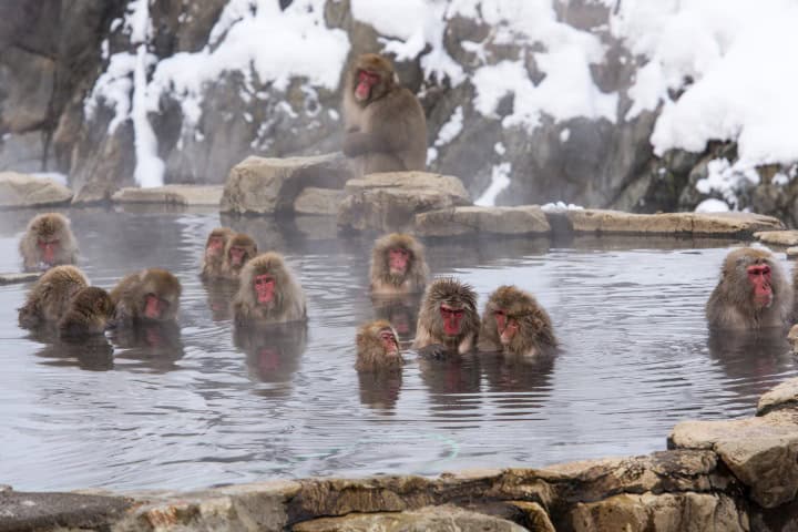 5. Monos de Jigokudani. Foto - Japan House