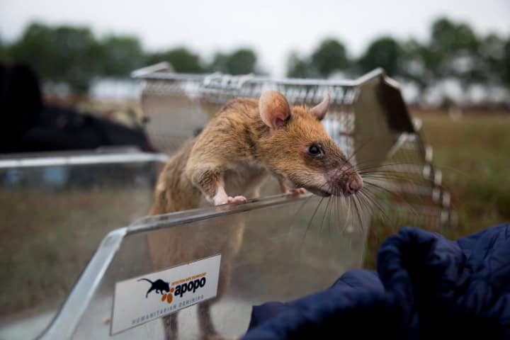 5. HeroRAT de APOPO. Foto - APOPO's HeroRATs (Flickr)