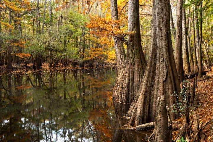 5. Árboles en el Parque Nacional Congaree. Foto - Congaree National Park (Facebook)