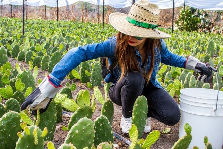 5. Visitante en el Circuito del Nopal. Foto - Estado de Guanajuato, México (Facebook)