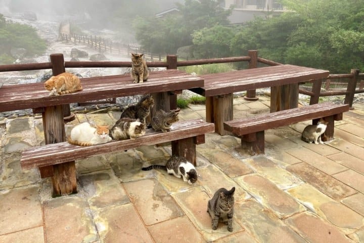 5. Gatos en Unzen Jigoku. Foto - ameblo.jp