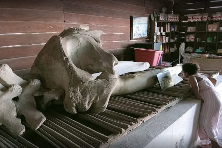 6. Osamentas de ballena en el Museo de la Sal. Foto - Jorge Valdovinos (Google)