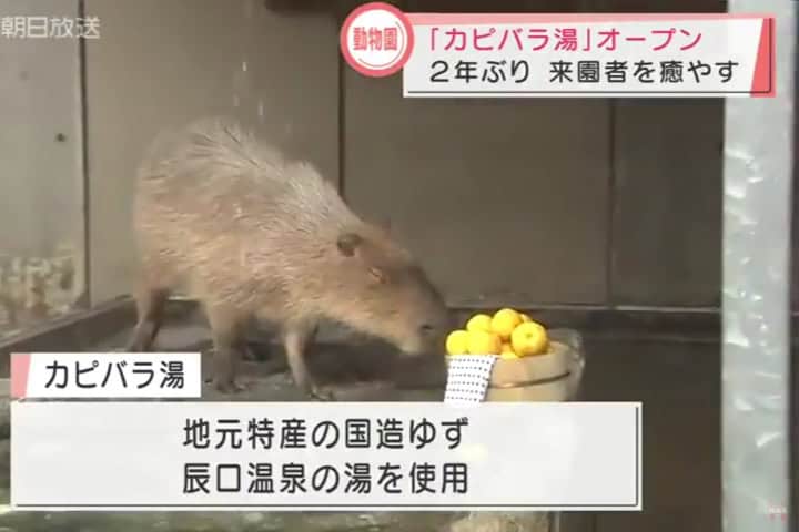 6. El primer baño onsen de un capibara transmitido por televisión. Foto - 北陸朝日放送公式チャンネル (Canal oficial de transmisión Hokuriku Asahi)