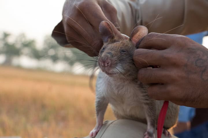 6. HeroRAT siendo acariciada. Foto - APOPO's HeroRATs (Flickr)