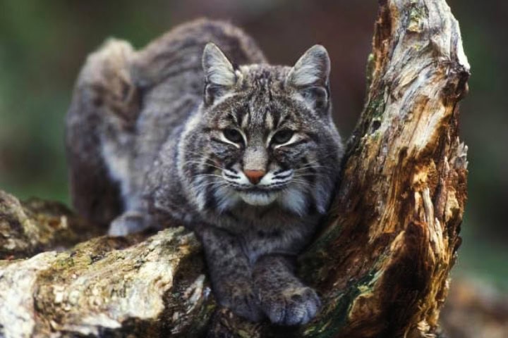 6. Lince rojo, la única especie de felino en el Parque Nacional Congaree. Foto - Congaree National Park (Facebook)