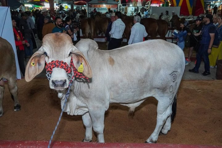 6. Exposición ganadera en la Feria Regional de Primavera, 2024. Foto - Feria de la Primavera Xicotepec Oficial (Facebook)