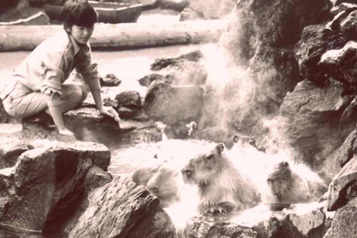 7. Primeros capibara onsen en el Zoológico Izu Saboten. Foto - 【公式】ホテルパイプのけむり ([Oficial] Humo de pipa de hotel)