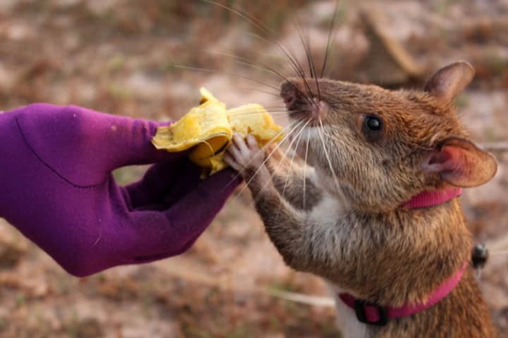 7. HeroRAT recibiendo plátano de recompensa. Foto - APOPO's HeroRATs (Flickr)